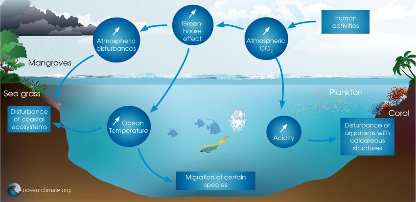 The Impact of Climate Change on Ocean Ecosystems