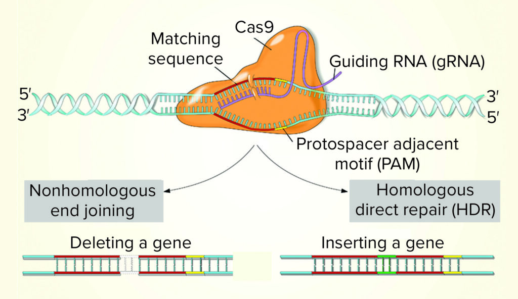 Gene Editing: CRISPR Technology and its Implications
